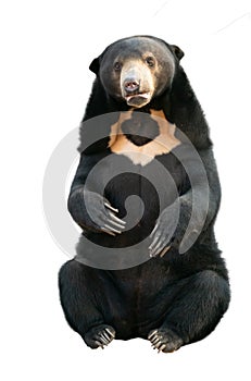 Malayan sunbear isolated