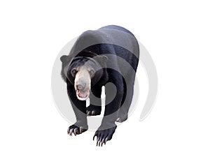 Malayan sunbear isolated