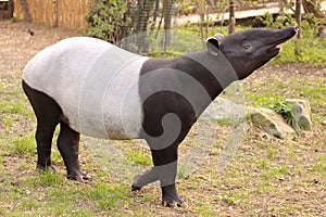 Malayan tapir photo