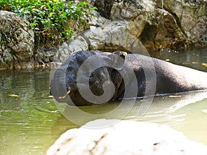 Malayan Tapir