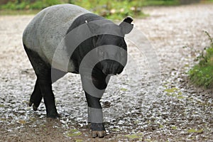 Malayan tapir