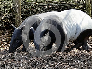 Malayan tapir