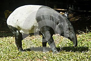 Malayan Tapir photo