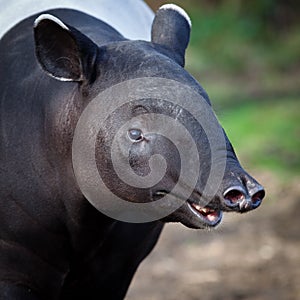 Malayan Tapir, also called Asian Tapir