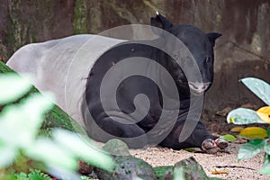 A malayan tapir asian tapir cipan, tenuk or badak tampung tapirus while resting.