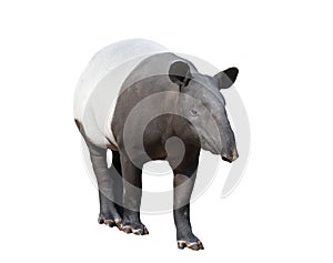 Malayan tapir or Asian tapir isolated