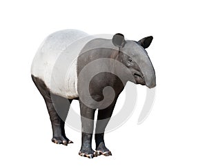 Malayan tapir or Asian tapir isolated