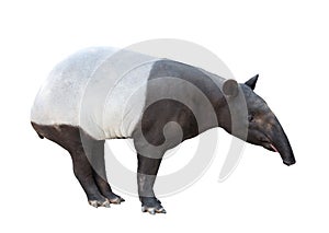 Malayan tapir or Asian tapir isolated