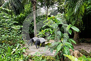 Malayan Tapir eating surrounded by trees - captive setting
