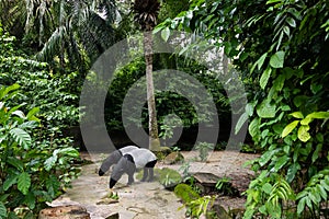 Malayan Tapir eating surrounded by trees - captive setting