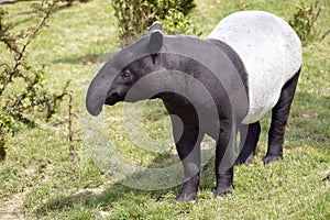 Malayan tapir on grass