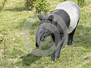 Malayan tapir on grass