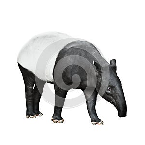 Malayan Tapir isolated on white background