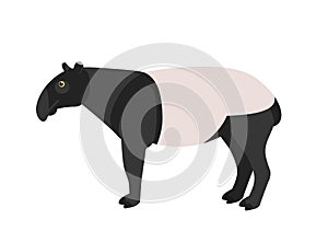 Malayan tapir isolated on white background. Portrait of cute wild nocturnal jungle or forest animal. Beautiful exotic