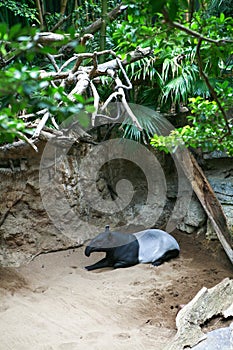 The Malayan Tapir otherwise called the Asian Tapir