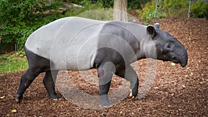 Malayan tapir outdoor