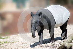 Malayan tapir portrait coming to you