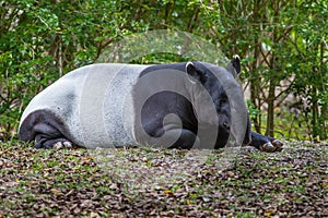 Malayan Tapir sleeping