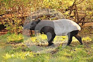 Malayan tapir