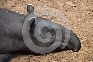 Malayan tapir Tapirus indicus