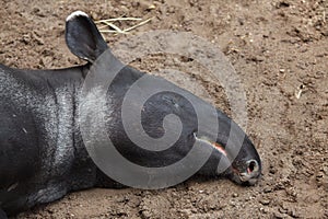 Malayan tapir Tapirus indicus