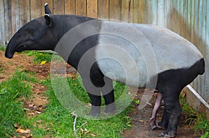 The Malayan tapir Tapirus indicus,