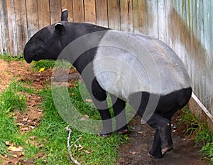 The Malayan tapir Tapirus indicus,