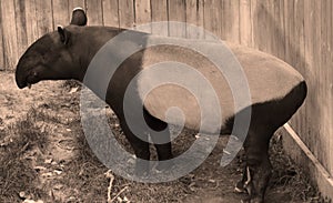 The Malayan tapir Tapirus indicus,