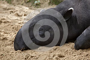 Malayan tapir Tapirus indicus