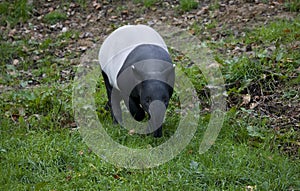 Malayan Tapir, tapirus indicus, Adult