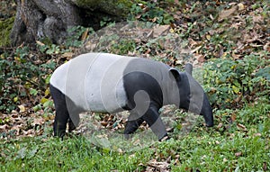 Malayan Tapir, tapirus indicus, Adult