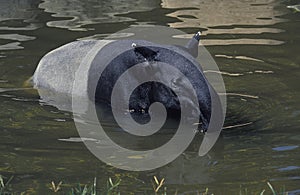 Malayan Tapir, tapirus indicus, Adult standing in Water