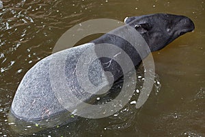 Malayan tapir Tapirus indicus photo