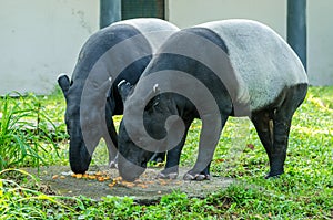 Malayan Tapir Tapirus Indicus also known as Asian Tapir.