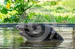 Malayan Tapir Tapirus Indicus also known as Asian Tapir.