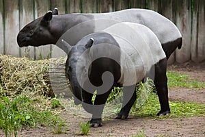 Malayan tapir (Tapirus indicus). photo