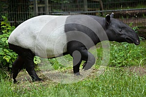 Malayan tapir Tapirus indicus. photo