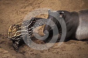 Malayan Tapir, tapirus indicus, Female with Young