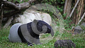 Malayan Tapir or Tapirus Indicus, lay down or sleeping for resting on green grass, in HD