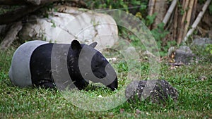 Malayan Tapir or Tapirus Indicus, lay down or sleeping for resting on green grass, in HD