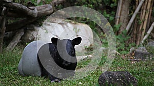 Malayan Tapir or Tapirus Indicus, lay down or sleeping for resting on green grass, in HD