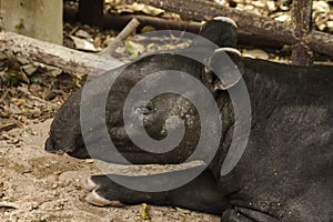 Malayan Tapir Tapirus indicus lies on the ground