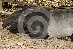 Malayan Tapir Tapirus indicus lies on the ground