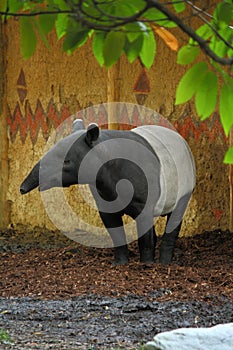 Malayan tapir photo