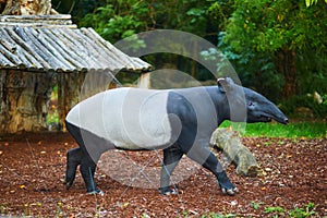 Malayan tapir (tapirus indicus) in zoo