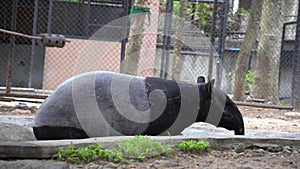 Malayan tapir Tapirus indicus in zoolical park. Also known as the Asian tapir.