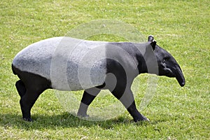 Malayan tapir walking on grass