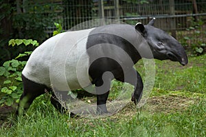 Malayan tapir (Tapirus indicus). photo