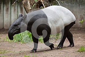 Malayan tapir (Tapirus indicus). photo