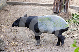 Malayan tapir in zoo